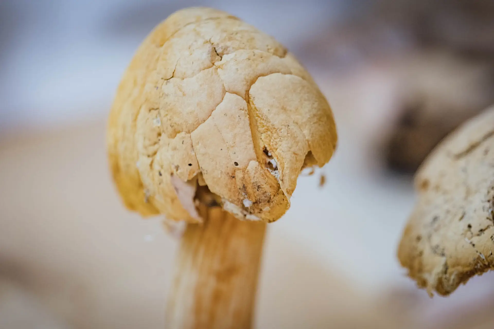 Esemplare di fungo Phaeolepiota aurea