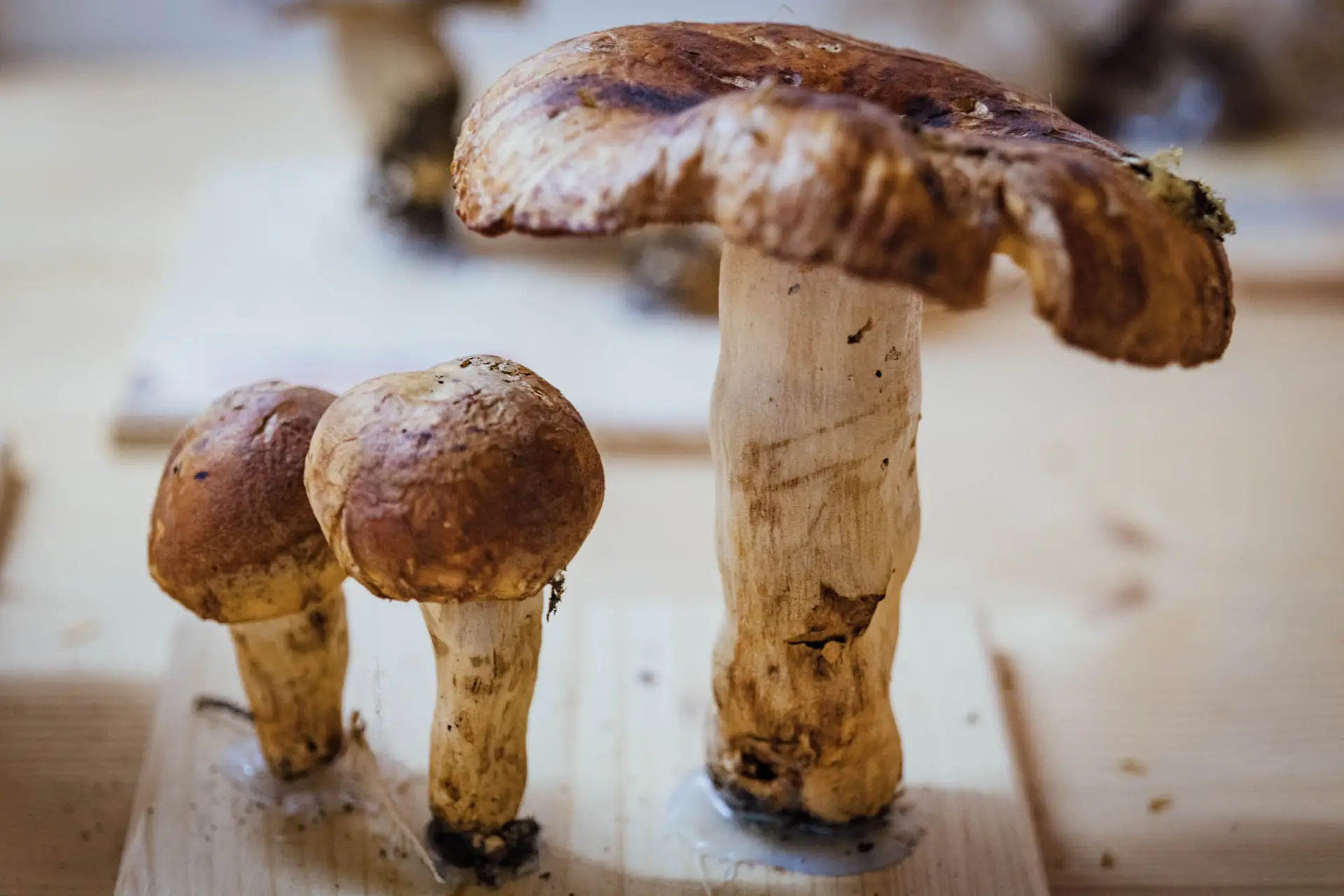 Esemplare di fungo Russula foetens