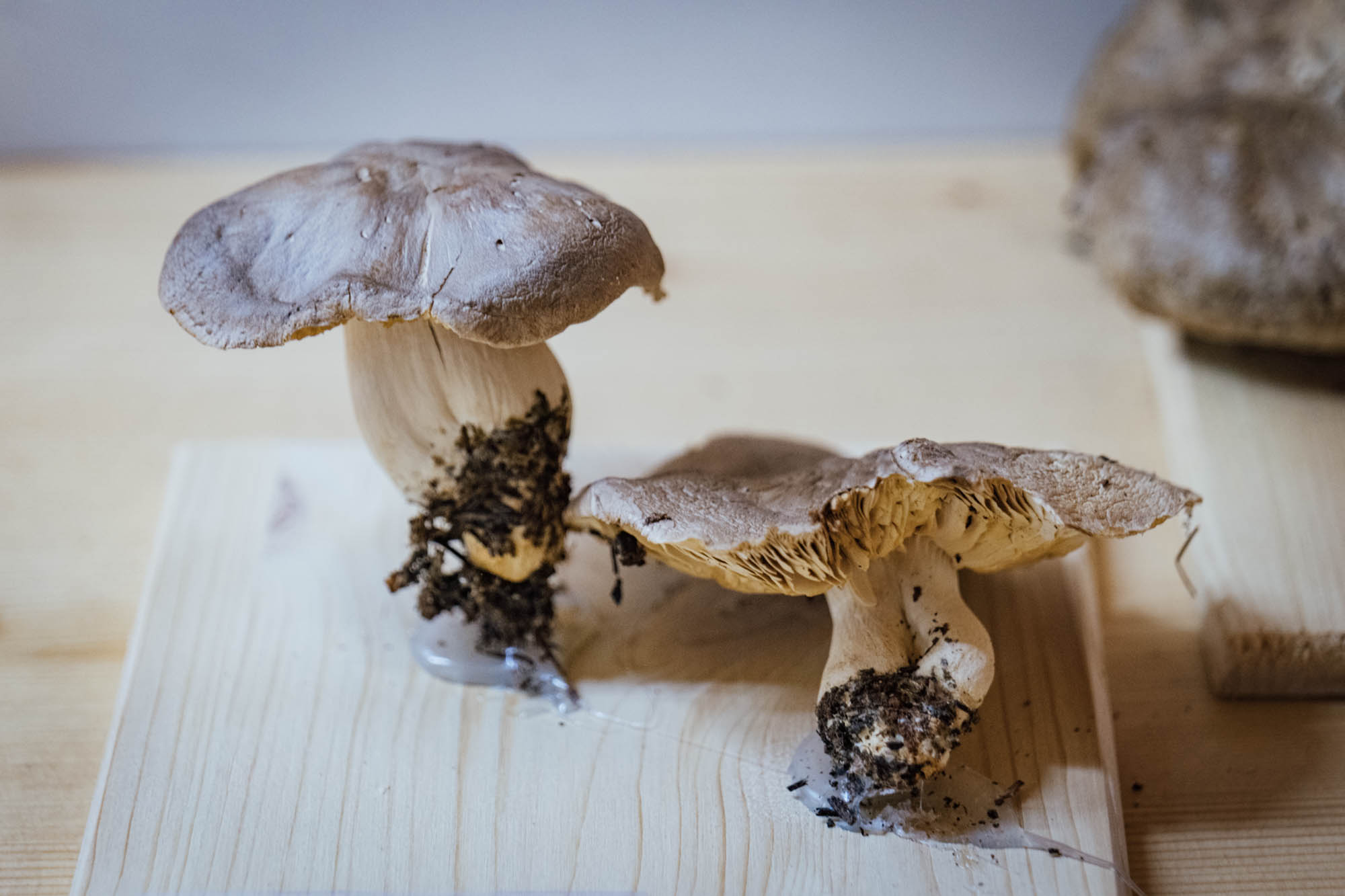 Esemplare di fungo Tricholoma sapona