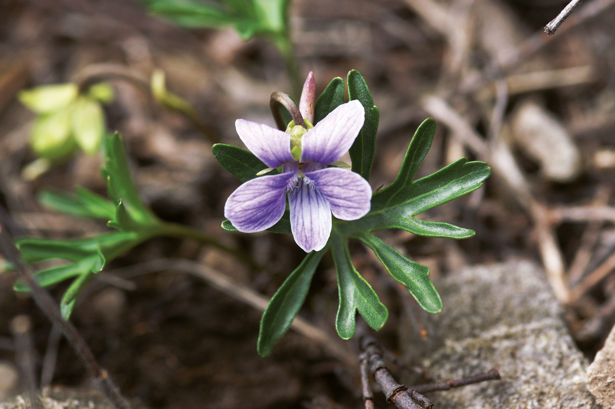 Viola pennata Viola pinnata L.
