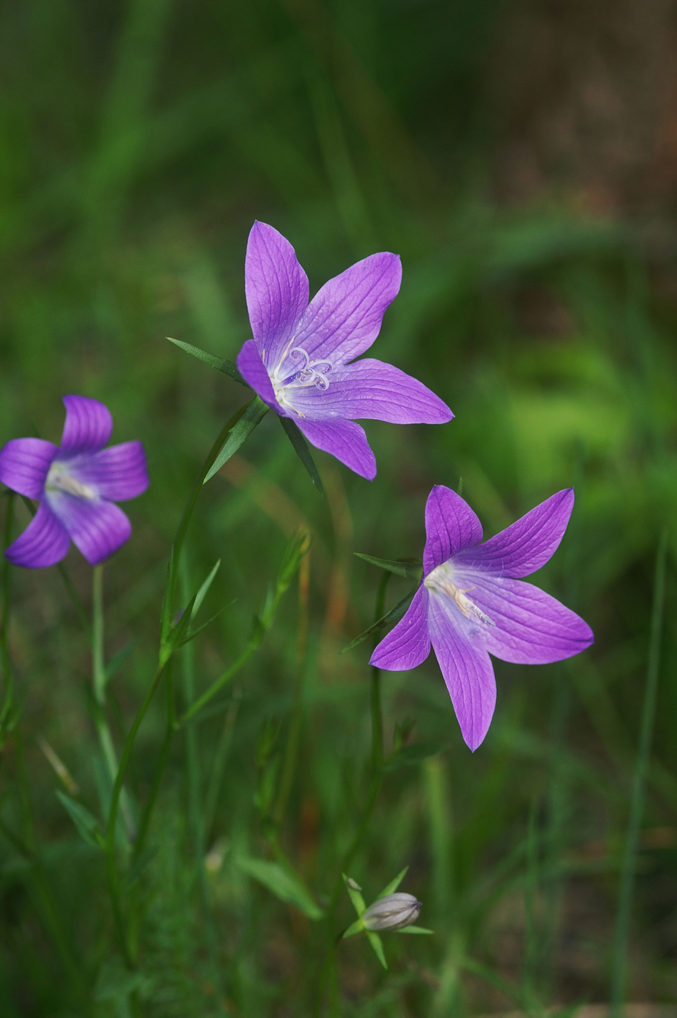 Campanula bienne Campanula patula L.