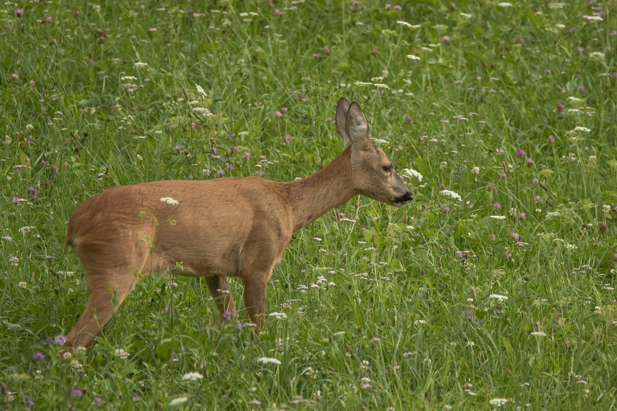 Capriolo