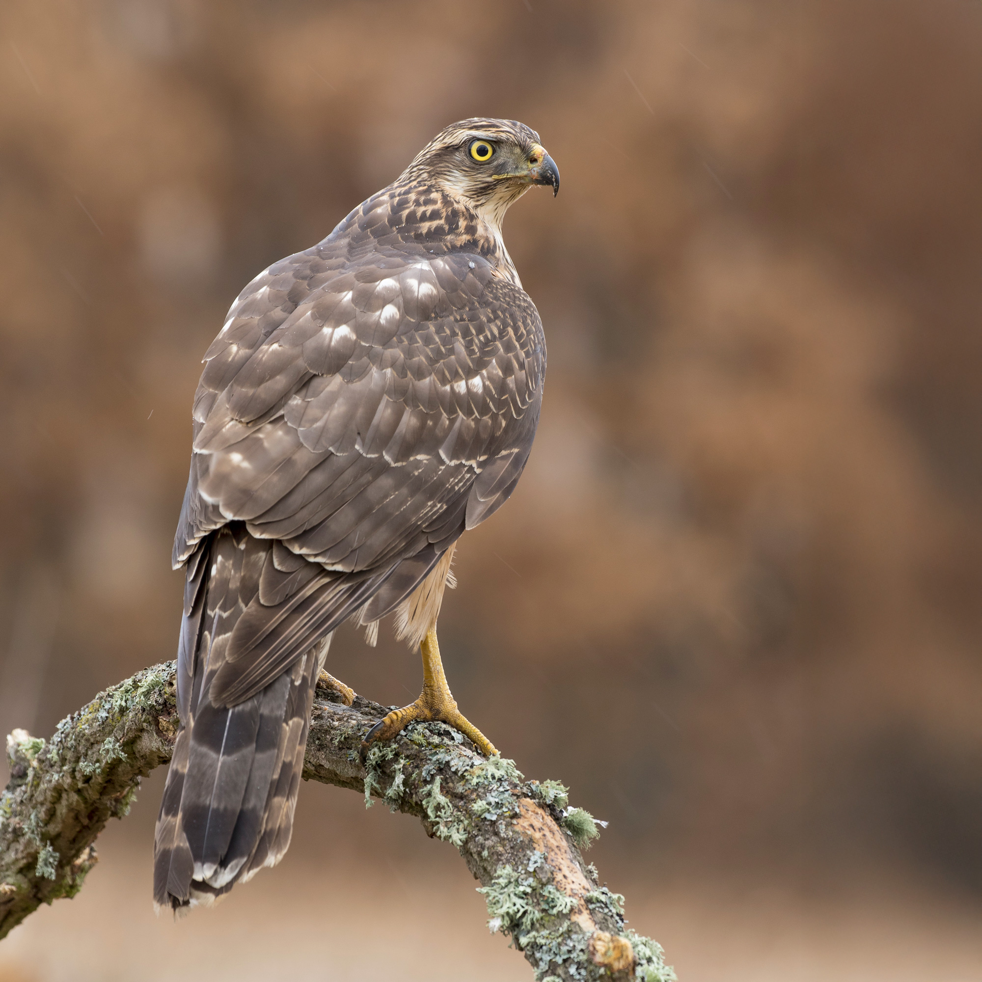 Falco pecchiaiolo