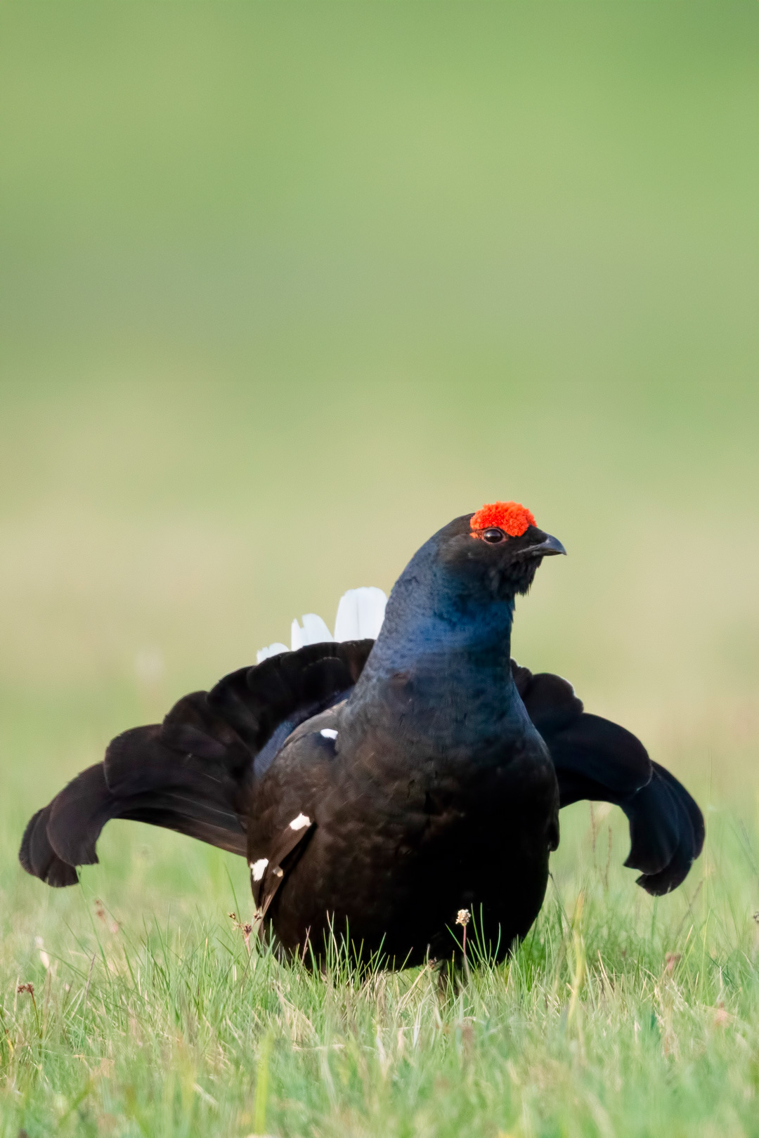 Gallo Forcello - Val Sanagra