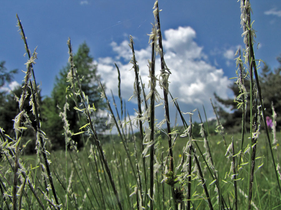 Nardus stricta