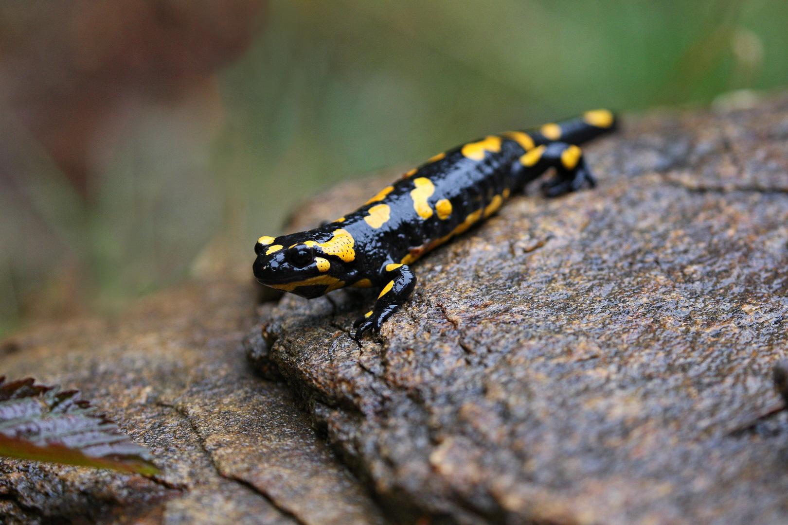 Salamandra pezzata