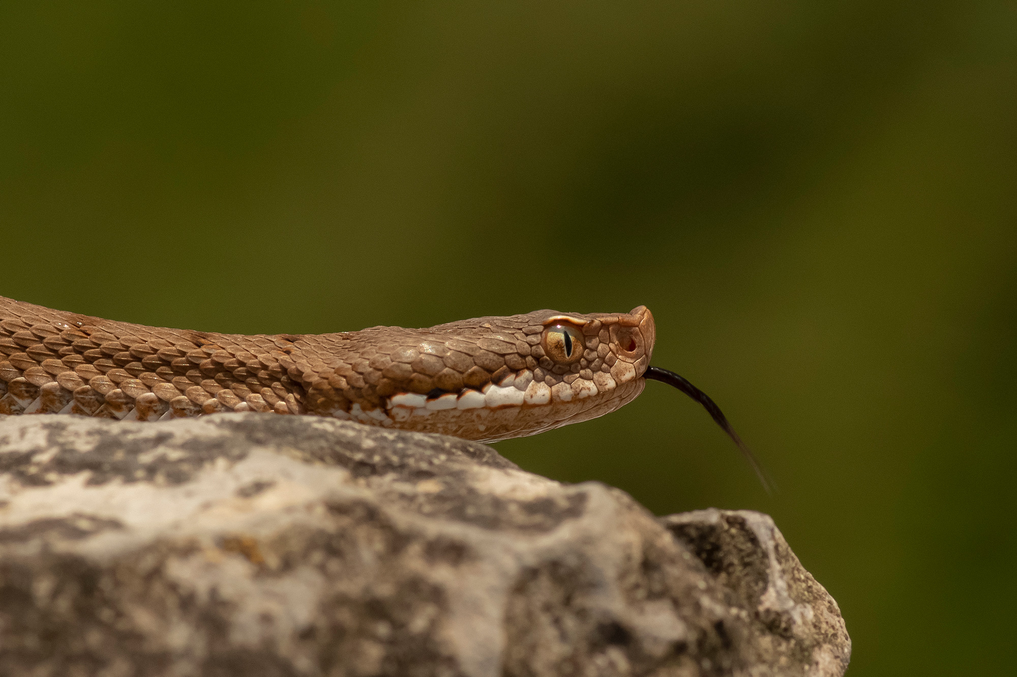 Vipera